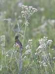 Painted Bunting 0648